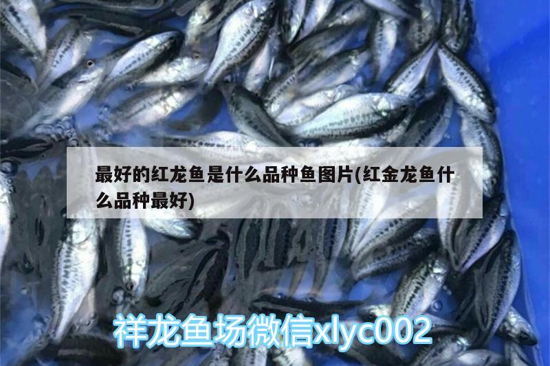 最好的紅龍魚是什么品種魚圖片(紅金龍魚什么品種最好)