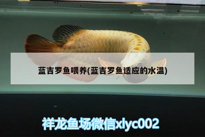 藍吉羅魚喂養(yǎng)(藍吉羅魚適應的水溫) 觀賞蝦蟹等飼料