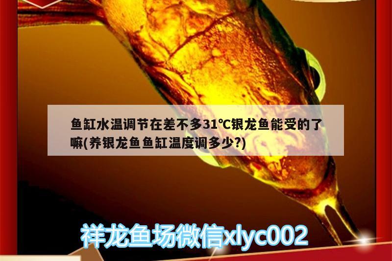 魚缸水溫調(diào)節(jié)在差不多31℃銀龍魚能受的了嘛(養(yǎng)銀龍魚魚缸溫度調(diào)多少?) 銀龍魚