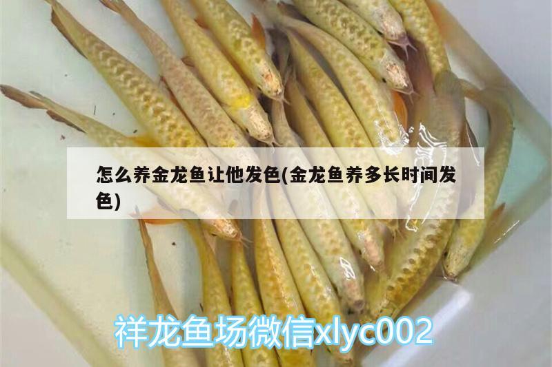 怎么養(yǎng)金龍魚讓他發(fā)色(金龍魚養(yǎng)多長時(shí)間發(fā)色) 魚缸水質(zhì)穩(wěn)定劑