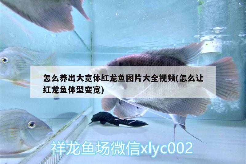 怎么養(yǎng)出大寬體紅龍魚(yú)圖片大全視頻(怎么讓紅龍魚(yú)體型變寬) 泰龐海蓮魚(yú)