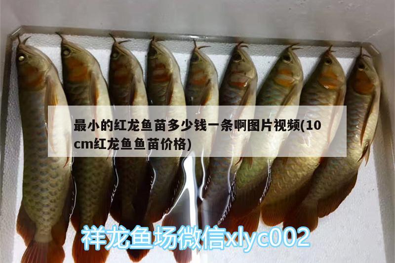 最小的紅龍魚苗多少錢一條啊圖片視頻(10cm紅龍魚魚苗價格) 藍底過背金龍魚