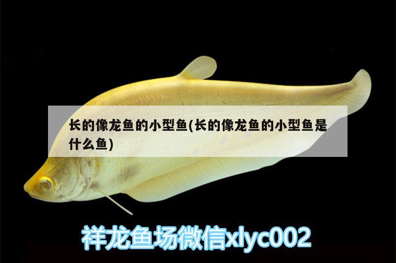 長(zhǎng)的像龍魚的小型魚(長(zhǎng)的像龍魚的小型魚是什么魚) 狗頭魚