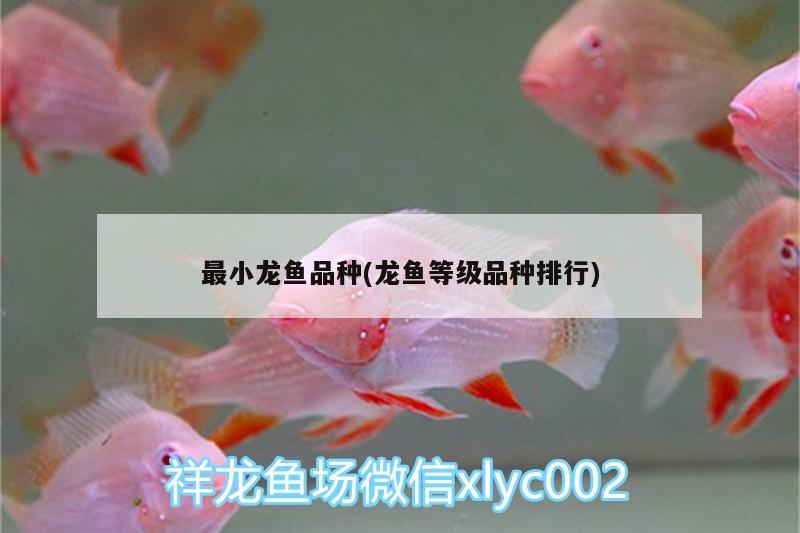 最小龍魚品種(龍魚等級品種排行)