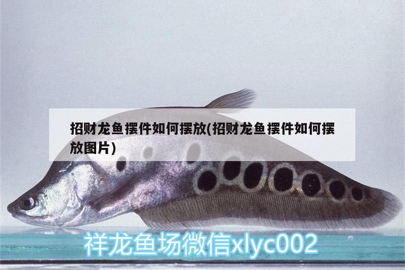 招財龍魚擺件如何擺放(招財龍魚擺件如何擺放圖片) 魟魚百科