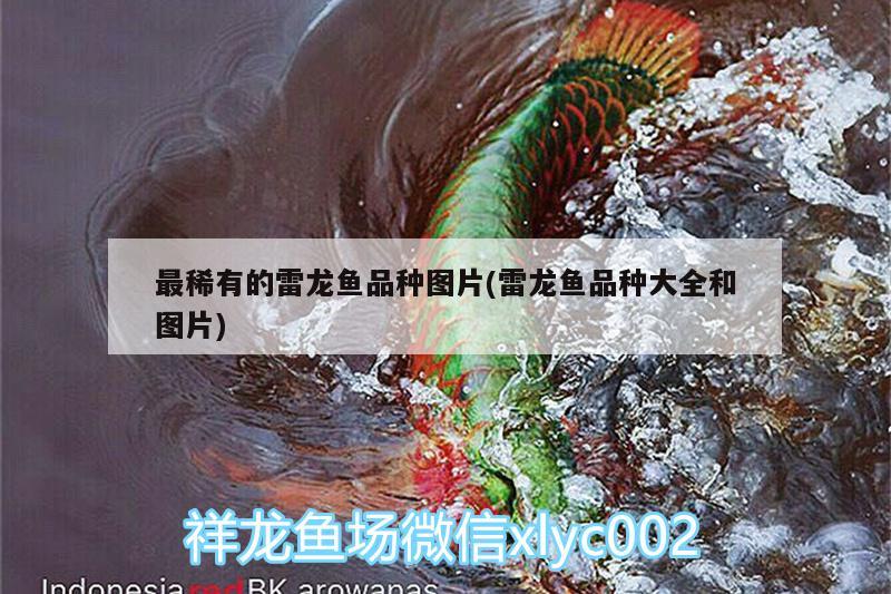 最稀有的雷龍魚品種圖片(雷龍魚品種大全和圖片) 白子球鯊魚