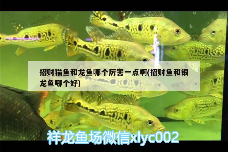 招財(cái)貓魚和龍魚哪個(gè)厲害一點(diǎn)啊(招財(cái)魚和銀龍魚哪個(gè)好) 銀龍魚