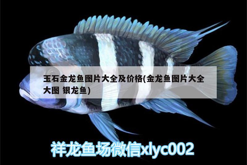 玉石金龍魚圖片大全及價格(金龍魚圖片大全大圖銀龍魚) 銀龍魚百科