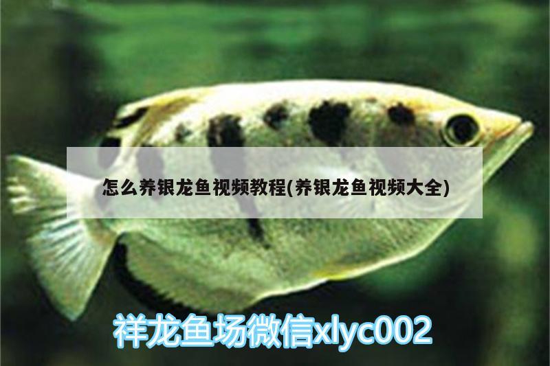 怎么養(yǎng)銀龍魚視頻教程(養(yǎng)銀龍魚視頻大全) 銀龍魚百科