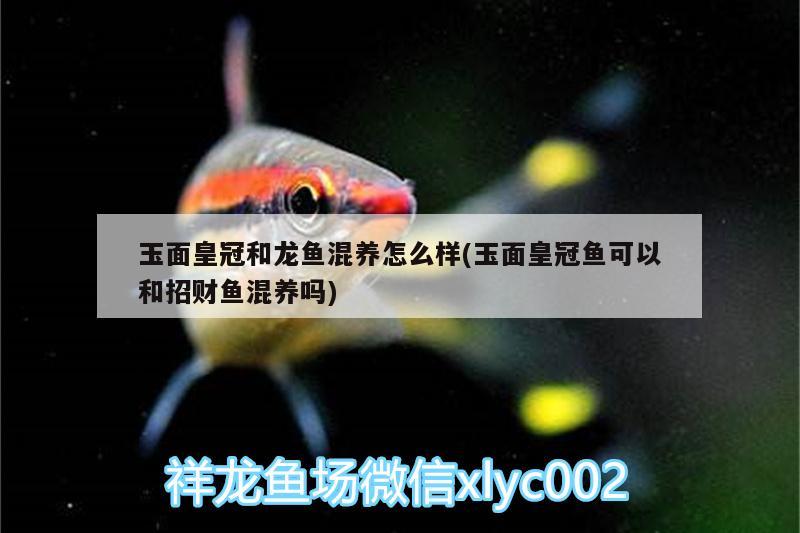 玉面皇冠和龍魚混養(yǎng)怎么樣(玉面皇冠魚可以和招財(cái)魚混養(yǎng)嗎) 飛鳳魚