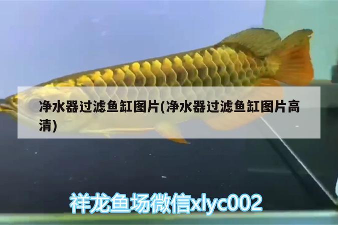 凈水器過濾魚缸圖片(凈水器過濾魚缸圖片高清) 印尼四紋虎