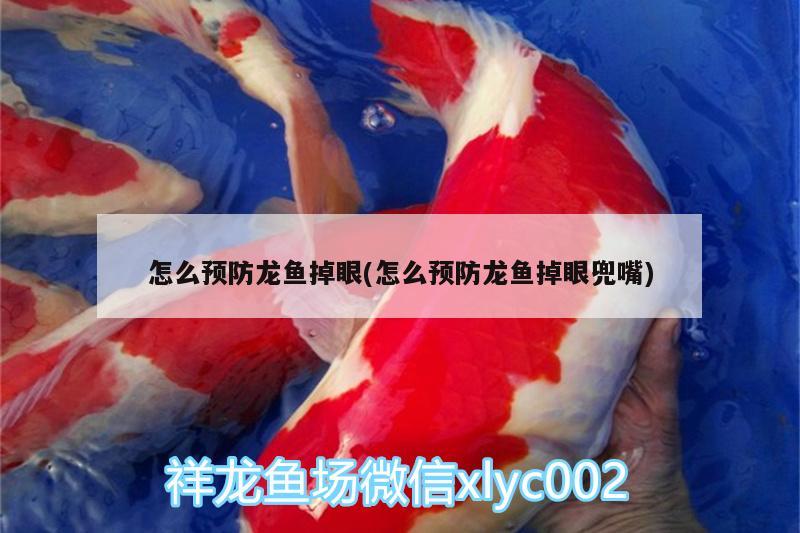 怎么預(yù)防龍魚掉眼(怎么預(yù)防龍魚掉眼兜嘴) 印尼虎苗