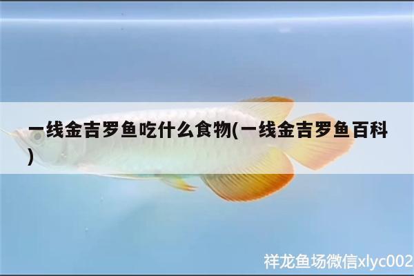 一線金吉羅魚吃什么食物(一線金吉羅魚百科) 帝王迷宮魚