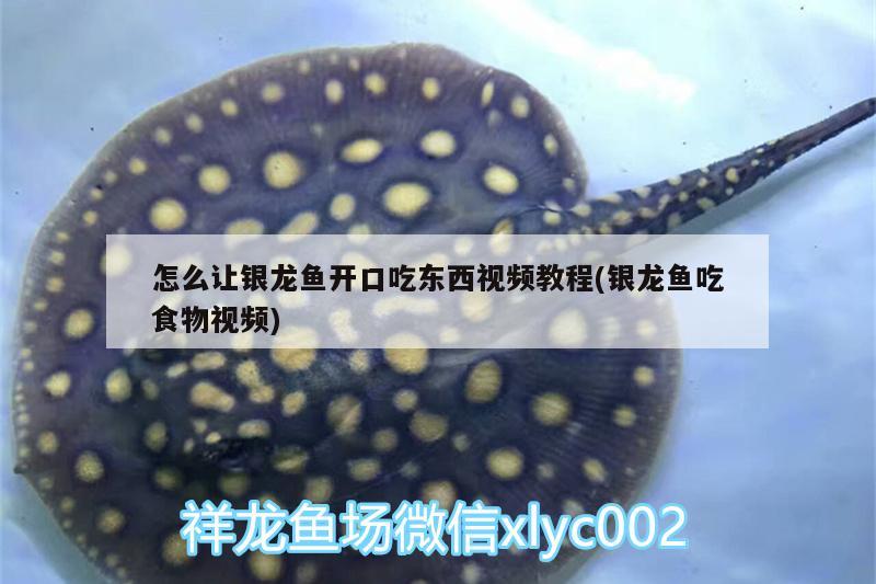 怎么讓銀龍魚開口吃東西視頻教程(銀龍魚吃食物視頻)