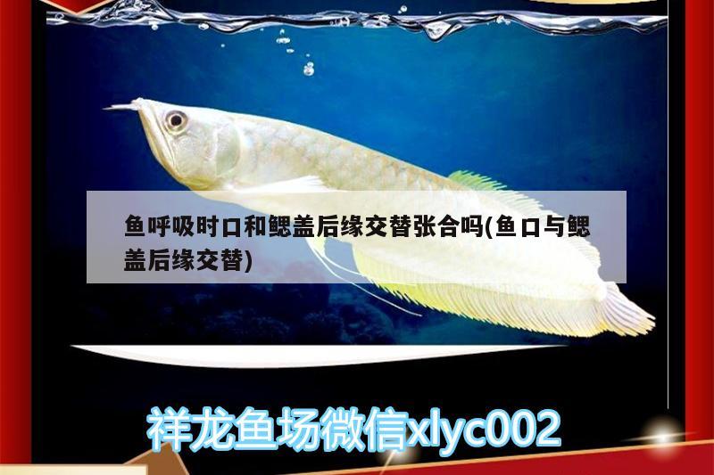 魚呼吸時(shí)口和鰓蓋后緣交替張合嗎(魚口與鰓蓋后緣交替) 白化巴西龜（白巴）