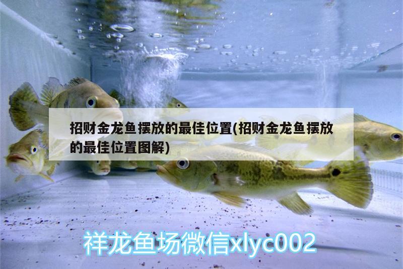 招財金龍魚擺放的最佳位置(招財金龍魚擺放的最佳位置圖解)