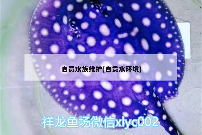 自貢水族維護(hù)(自貢水環(huán)境) 硝化細(xì)菌