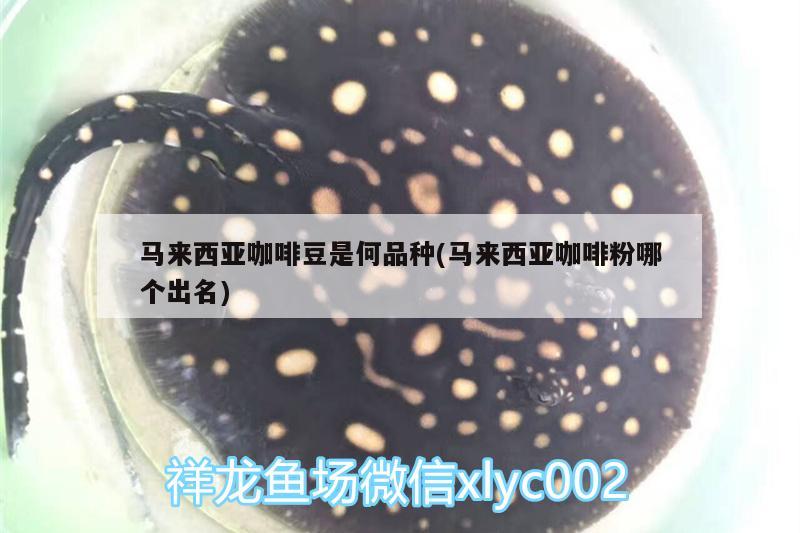 馬來西亞咖啡豆是何品種(馬來西亞咖啡粉哪個出名) 馬來西亞咖啡