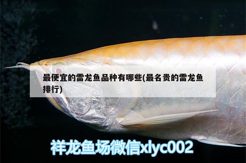 最便宜的雷龍魚品種有哪些(最名貴的雷龍魚排行) 龍魚專用燈