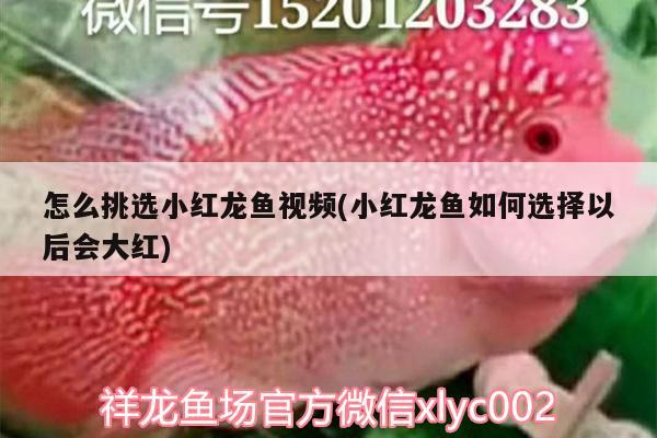 怎么挑選小紅龍魚(yú)視頻(小紅龍魚(yú)如何選擇以后會(huì)大紅) 黑白雙星魚(yú)