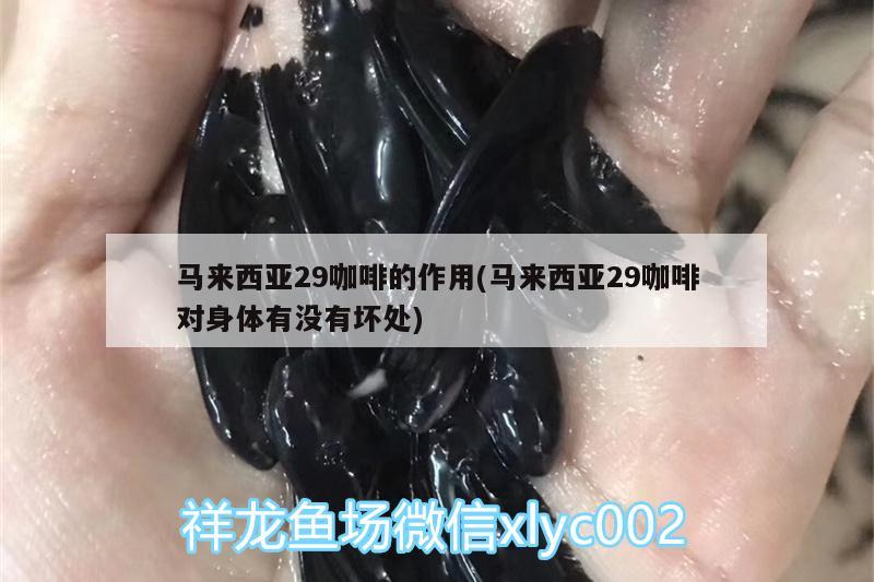 馬來西亞29咖啡的作用(馬來西亞29咖啡對身體有沒有壞處)