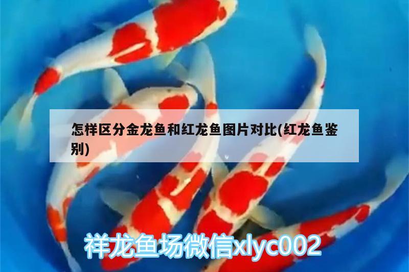 怎樣區(qū)分金龍魚和紅龍魚圖片對比(紅龍魚鑒別) 其他益生菌