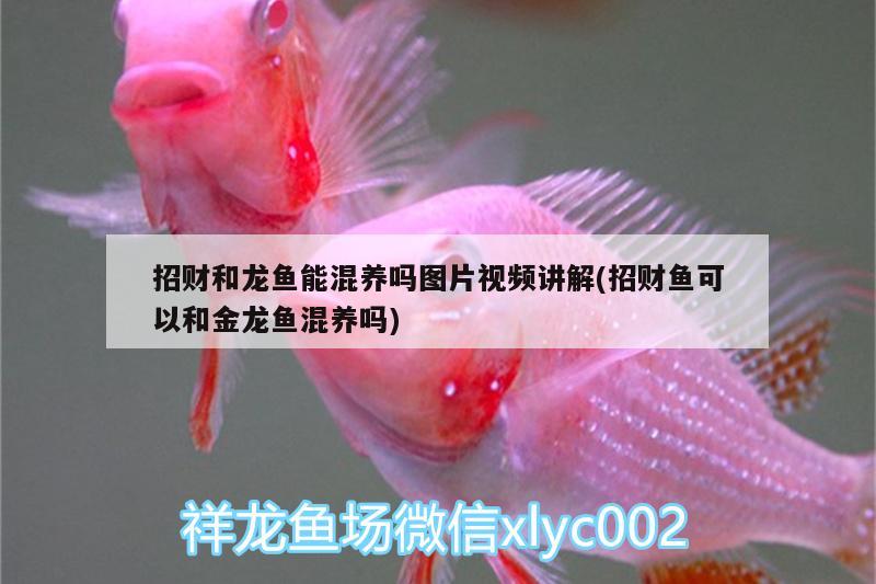 招財和龍魚能混養(yǎng)嗎圖片視頻講解(招財魚可以和金龍魚混養(yǎng)嗎) 月光鴨嘴魚苗