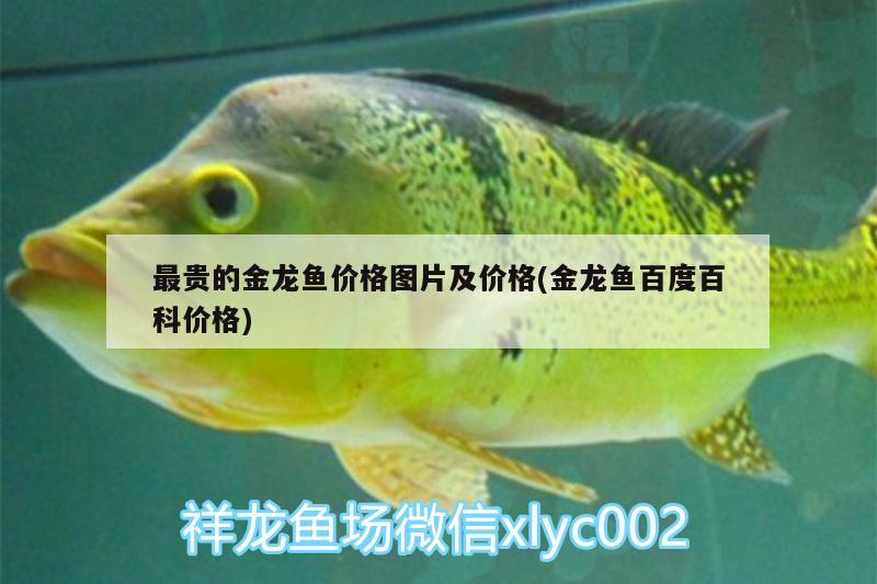 最貴的金龍魚(yú)價(jià)格圖片及價(jià)格(金龍魚(yú)百度百科價(jià)格)