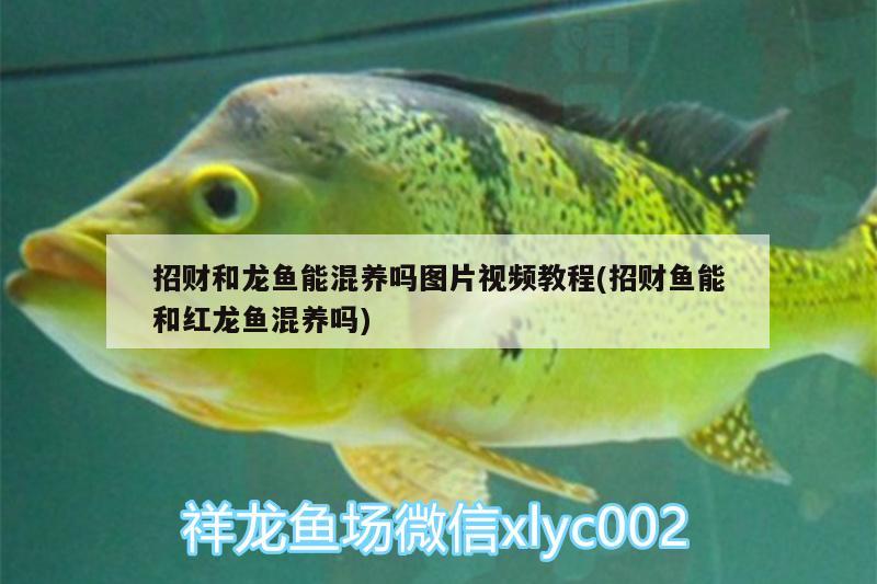 招財(cái)和龍魚能混養(yǎng)嗎圖片視頻教程(招財(cái)魚能和紅龍魚混養(yǎng)嗎) 玫瑰銀版魚