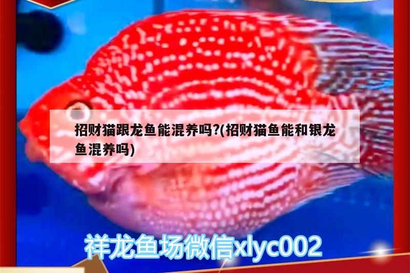 招財(cái)貓跟龍魚能混養(yǎng)嗎?(招財(cái)貓魚能和銀龍魚混養(yǎng)嗎) 銀龍魚百科