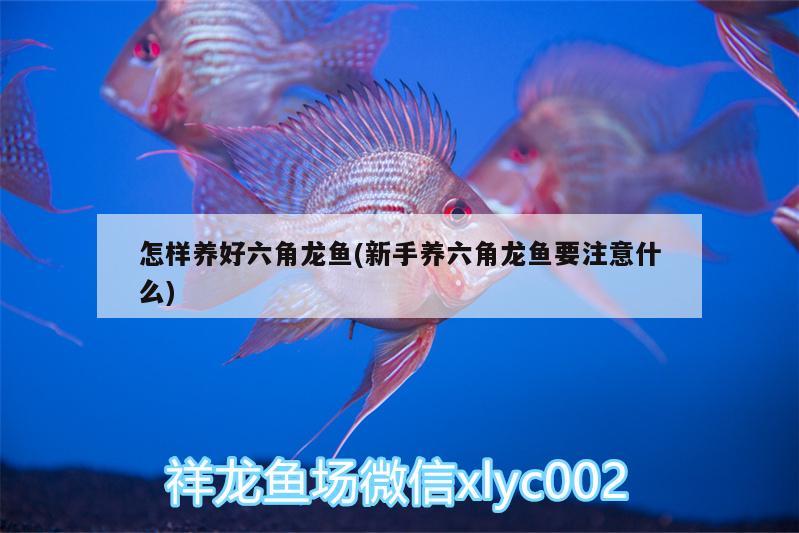 怎樣養(yǎng)好六角龍魚(新手養(yǎng)六角龍魚要注意什么) 祥龍魚場(chǎng)品牌產(chǎn)品