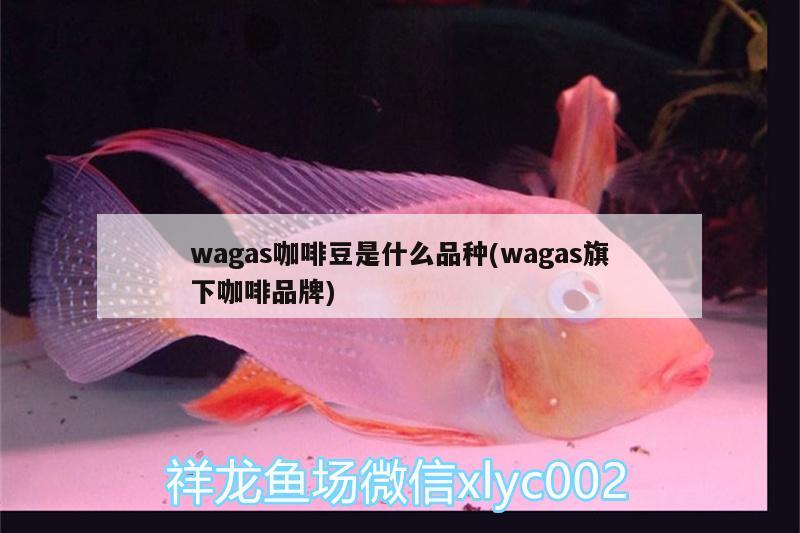 wagas咖啡豆是什么品種(wagas旗下咖啡品牌)