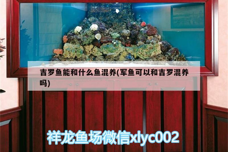 吉羅魚能和什么魚混養(yǎng)(軍魚可以和吉羅混養(yǎng)嗎) 紅頭利魚