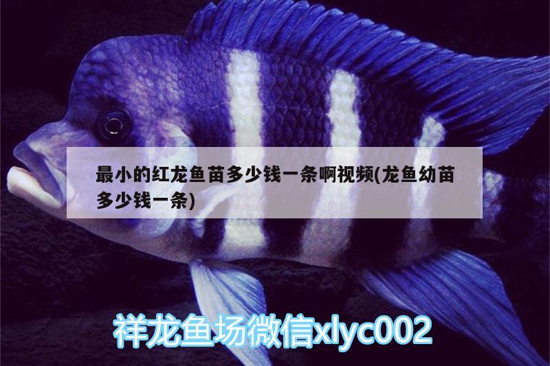 最小的紅龍魚(yú)苗多少錢(qián)一條啊視頻(龍魚(yú)幼苗多少錢(qián)一條) 白子球鯊魚(yú)