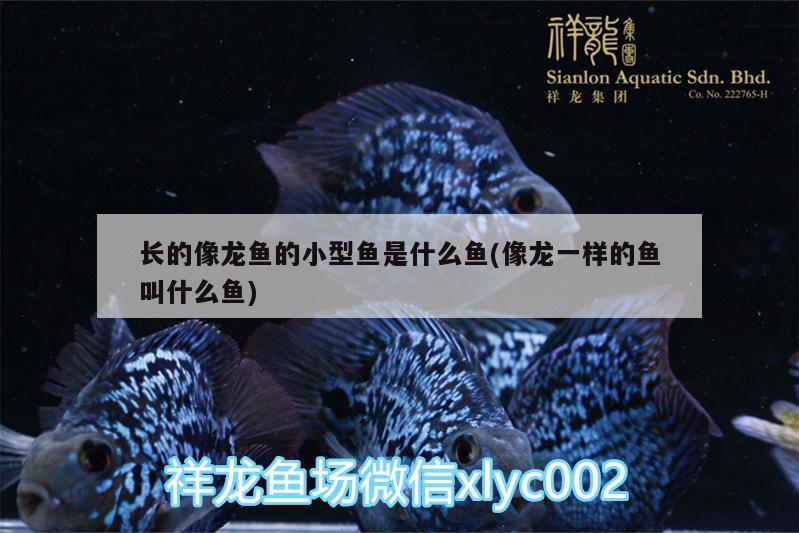 長的像龍魚的小型魚是什么魚(像龍一樣的魚叫什么魚)