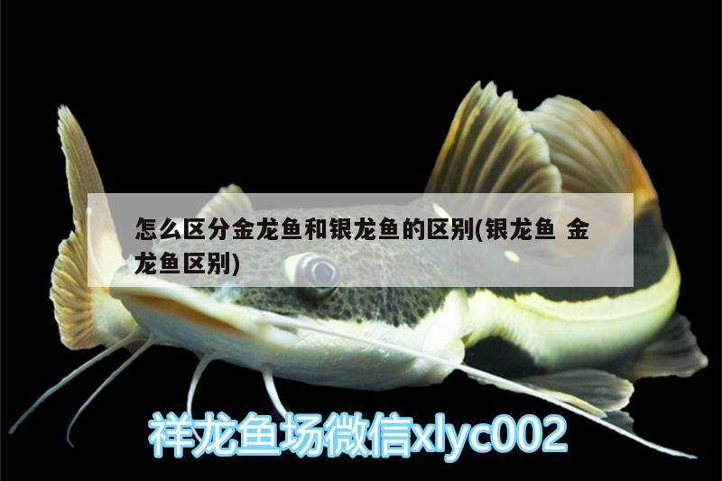 怎么區(qū)分金龍魚和銀龍魚的區(qū)別(銀龍魚金龍魚區(qū)別)