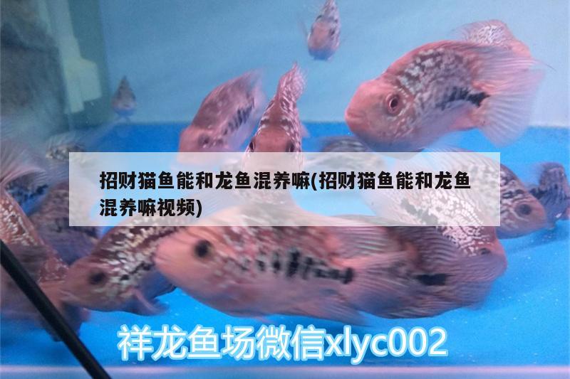 招財(cái)貓魚能和龍魚混養(yǎng)嘛(招財(cái)貓魚能和龍魚混養(yǎng)嘛視頻) 鐵甲武士