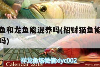 招財貓魚和龍魚能混養(yǎng)嗎(招財貓魚能和招財魚混養(yǎng)嗎)