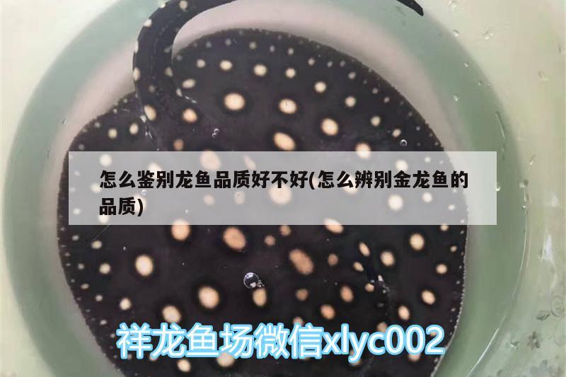 怎么鑒別龍魚品質(zhì)好不好(怎么辨別金龍魚的品質(zhì)) 魟魚百科