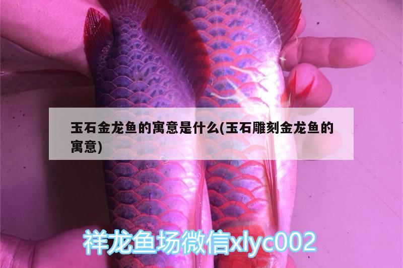 玉石金龍魚(yú)的寓意是什么(玉石雕刻金龍魚(yú)的寓意) 球鯊魚(yú)