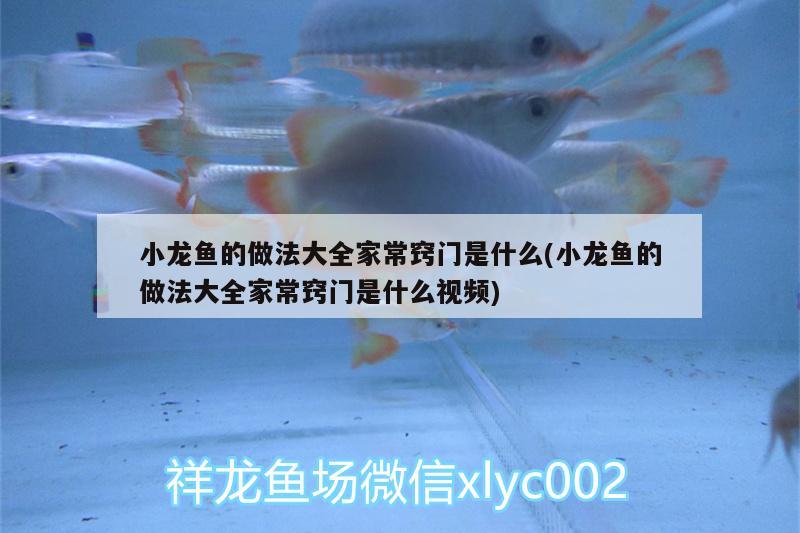 小龍魚的做法大全家常竅門是什么(小龍魚的做法大全家常竅門是什么視頻) 馬拉莫寶石魚苗