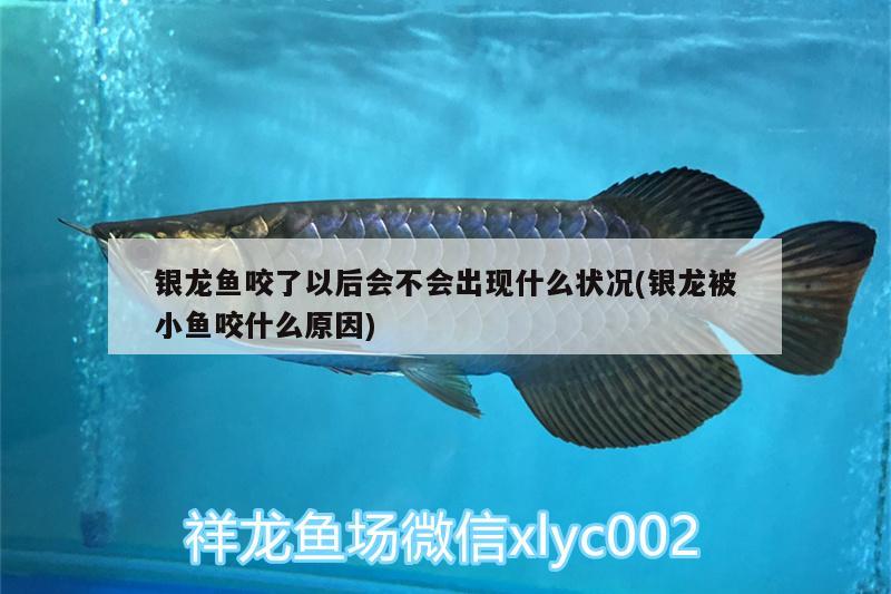 銀龍魚咬了以后會不會出現(xiàn)什么狀況(銀龍被小魚咬什么原因) 銀龍魚