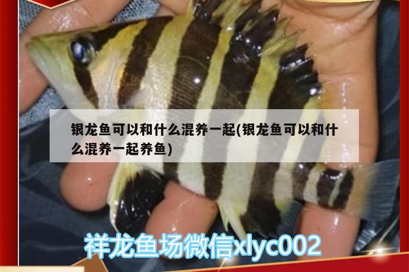 銀龍魚可以和什么混養(yǎng)一起(銀龍魚可以和什么混養(yǎng)一起養(yǎng)魚) 銀龍魚百科