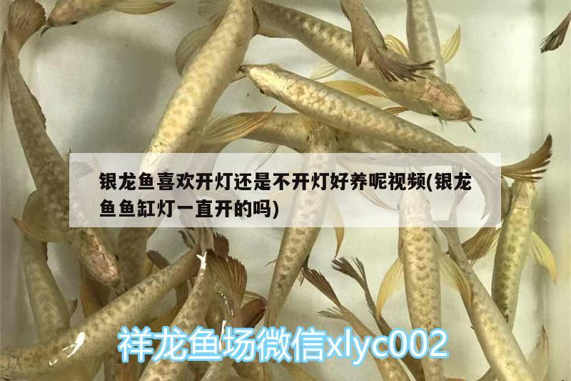 銀龍魚喜歡開燈還是不開燈好養(yǎng)呢視頻(銀龍魚魚缸燈一直開的嗎) 銀龍魚百科