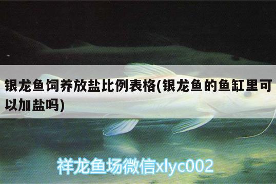 銀龍魚飼養(yǎng)放鹽比例表格(銀龍魚的魚缸里可以加鹽嗎)