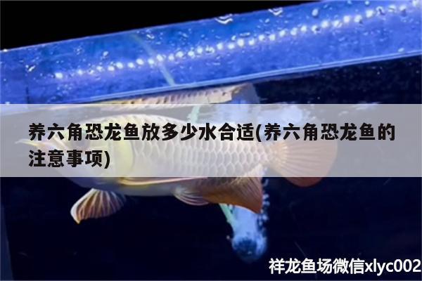 養(yǎng)六角恐龍魚放多少水合適(養(yǎng)六角恐龍魚的注意事項(xiàng)) 玫瑰銀版魚