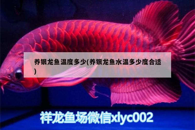 養(yǎng)銀龍魚溫度多少(養(yǎng)銀龍魚水溫多少度合適)