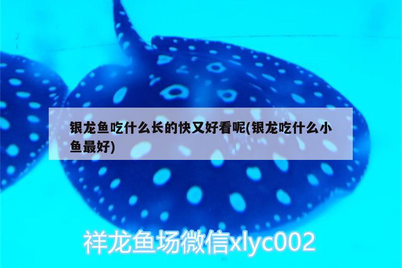 銀龍魚吃什么長的快又好看呢(銀龍吃什么小魚最好)