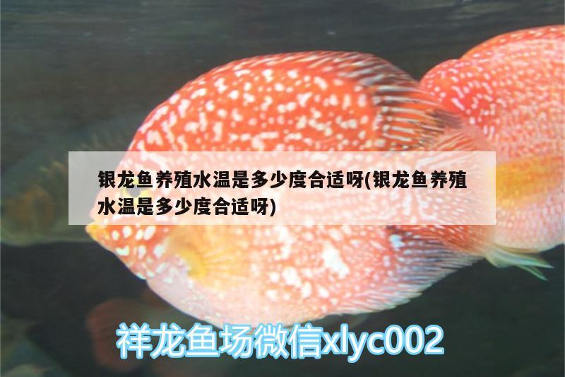 銀龍魚養(yǎng)殖水溫是多少度合適呀(銀龍魚養(yǎng)殖水溫是多少度合適呀)