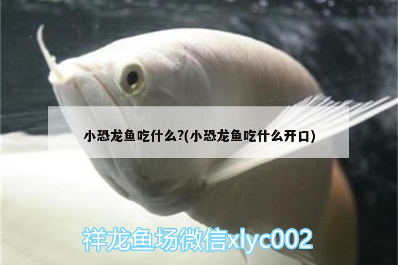 小恐龍魚吃什么?(小恐龍魚吃什么開口) 野彩魚 第2張